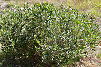 Quercus vacciniifolia